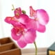 thumbnail image 2 of Planta de simulación pequeña maceta redonda Phalaenopsis bonsai simulación flor adornos de flores de seda A ER, 2 of 3