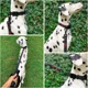 thumbnail image 3 of Collar De Acción Impermeable Para Perros | Collar De Perro, 3 of 8