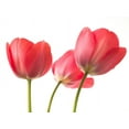 thumbnail image 2 of Frank, Assaf 18x15 White Modern Wood Framed Museum Art Print Titled - Red Tulips, 2 of 4
