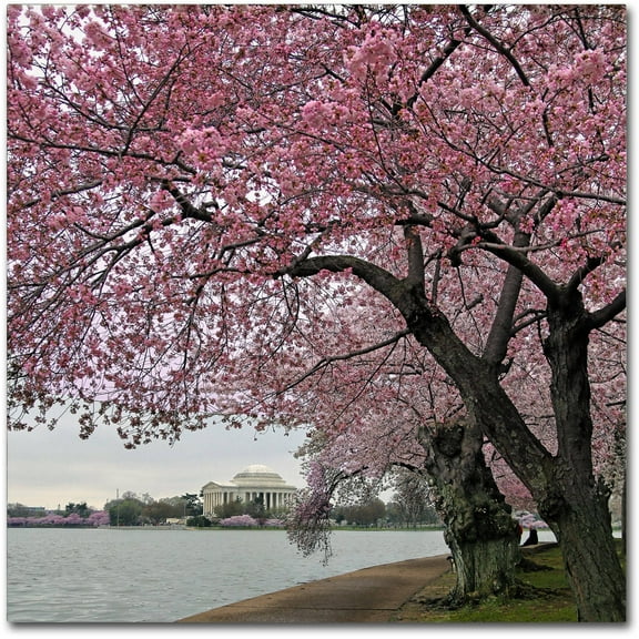 Trademark Fine Art "Tidal Basin Blossoms" Canvas Art by CATeyes