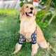 thumbnail image 4 of Codera Ajustable Para Perro Con Tela Suave Y Transpirable, Evita Lamer, Algodón Extra Grueso, Protector De Heridas En Las Patas De Perro Para Protección De Las Articulaciones Del, 4 of 8