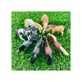 thumbnail image 7 of Safari Ltd. Ponies TOOB - 8 Figurines: Dartmoor, Highland, Fell, Welsh, Quarter, Shetland, Chinoteague, Exmoor Pony - Educational Toy Figures For Boys, Girls & Kids Ages 3+, 7 of 7