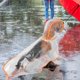 thumbnail image 3 of Chubasquero transparente para perros shaofei impermeable resistente al viento con capucha tira reflectante XXX-grande, 3 of 5