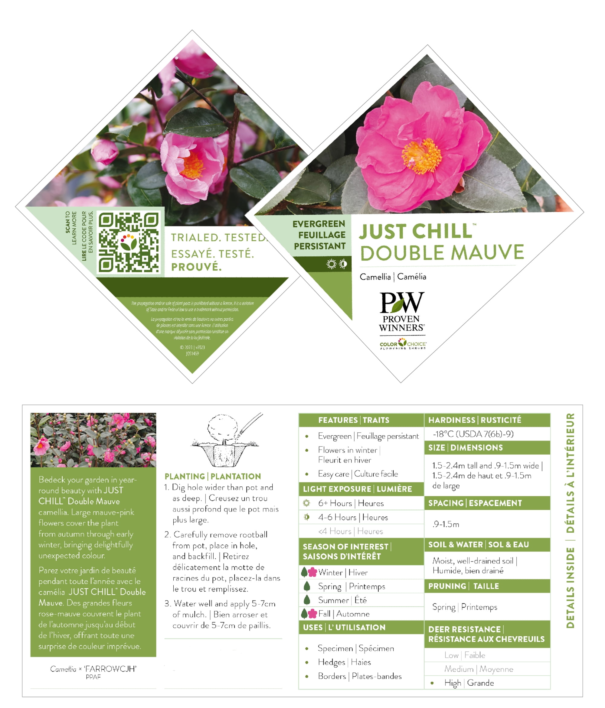 Proven Winners ColorChoice Just Chill Double Mauve Camellia Live Shrub (1 Gallon)