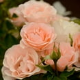 thumbnail image 2 of Own-Root One Gallon Anne Hathaway English Legend Rose by Heirloom Roses, 2 of 2