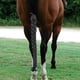 thumbnail image 5 of Protector de , envoltura de cola, protección de caballo, decoración de larga, cuidado Negro kusrkot Guardia de cola de caballo, 5 of 7