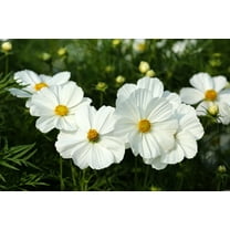 350 PURITY WHITE COSMOS Cosmos Bipinnatus Flower Seeds
