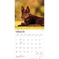 thumbnail image 3 of Australian Kelpies 2027 12x24" (Hanging) Wall Calendar | Plastic-Free | BrownTrout, 3 of 9
