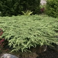 thumbnail image 5 of Direct Gardening 3 Gal. Pot, Green Carpet Spreading Juniper Potted Evergreen Shrub, 5 of 6
