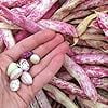 thumbnail image 6 of Taylor Dwarf Horticulture Bean Seeds, 50 Heirloom Seeds Per Packet, Non GMO Seeds, 6 of 6