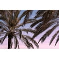 thumbnail image 2 of 1x Studio III 18x13 White Modern Wood Framed Museum Art Print Titled - Palm_012, 2 of 4
