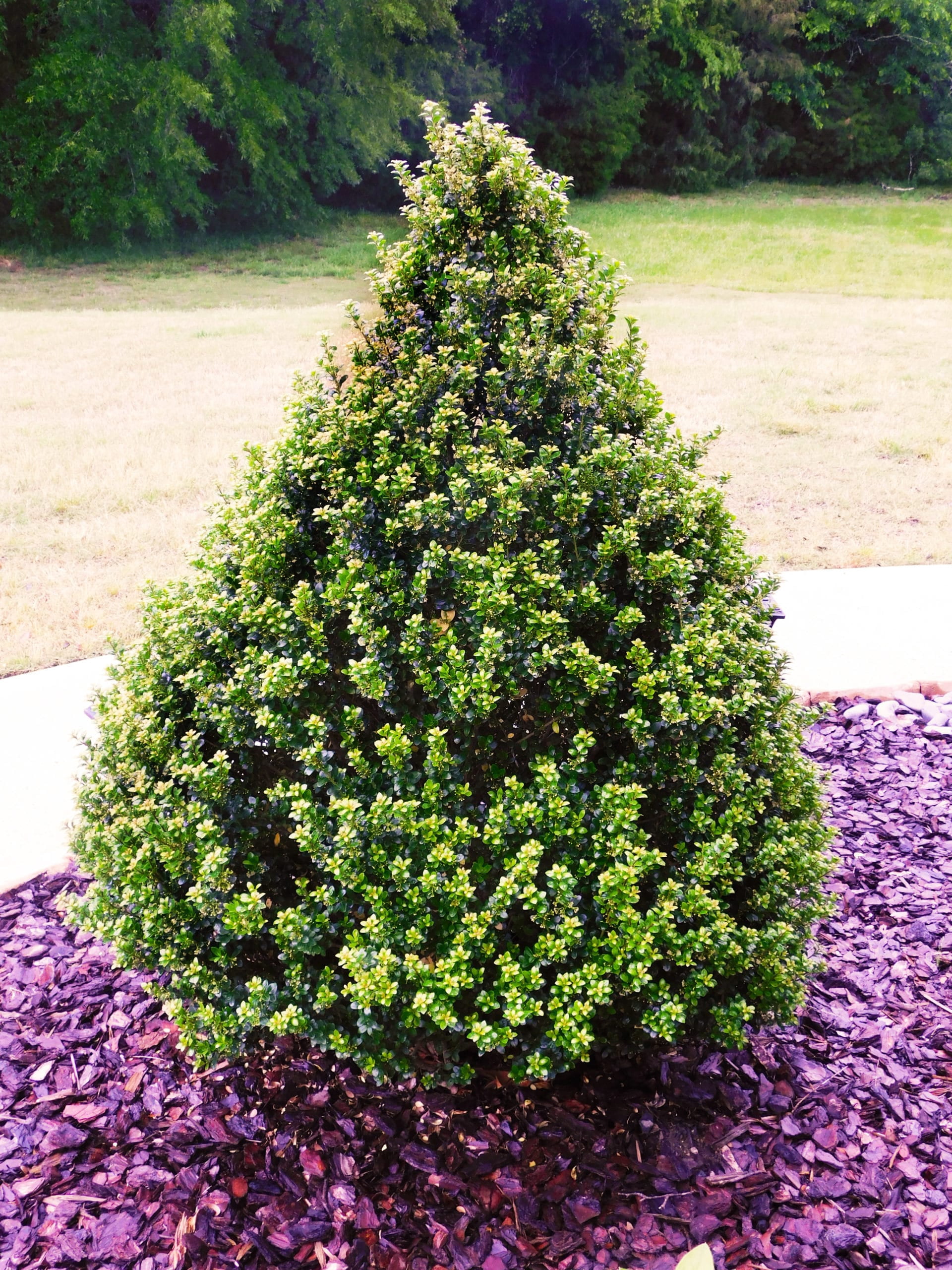 Expert Gardener 3 Gallon Holly Steeds Upright Japanese (Ilex) Live Shrub