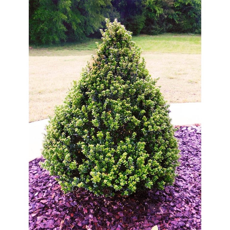 Expert Gardener Holly Live Shrubs, Partial Shade Year-Round