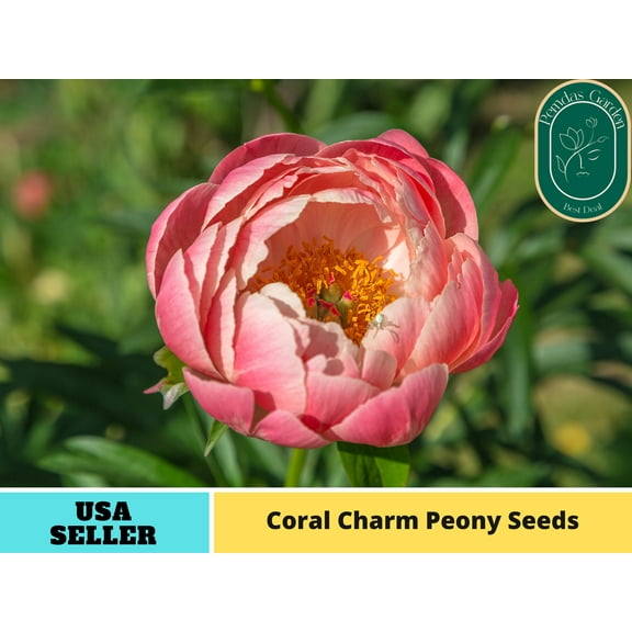 10 Seeds| Coral Charm Peony Seeds - Authentic Seeds - Perennial Seeds~ GMO Free ~Flower seeds~ Vegetable seeds~ Asian Garden~ B5G1#B011