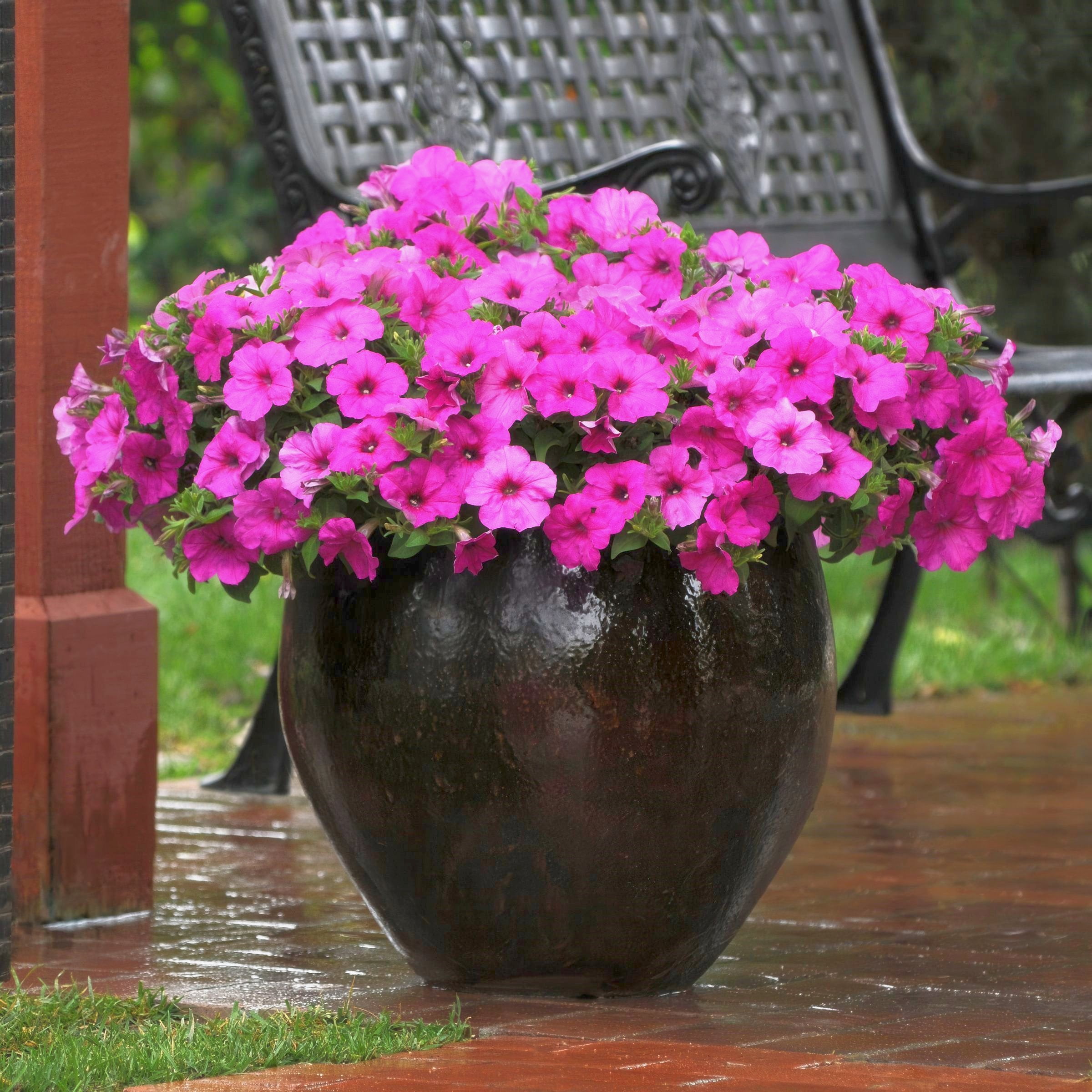 2.5 in. Petunia Easy Wave Neon Rose Petunia Live Annual Plant with Pink Flowers (6-Pack)