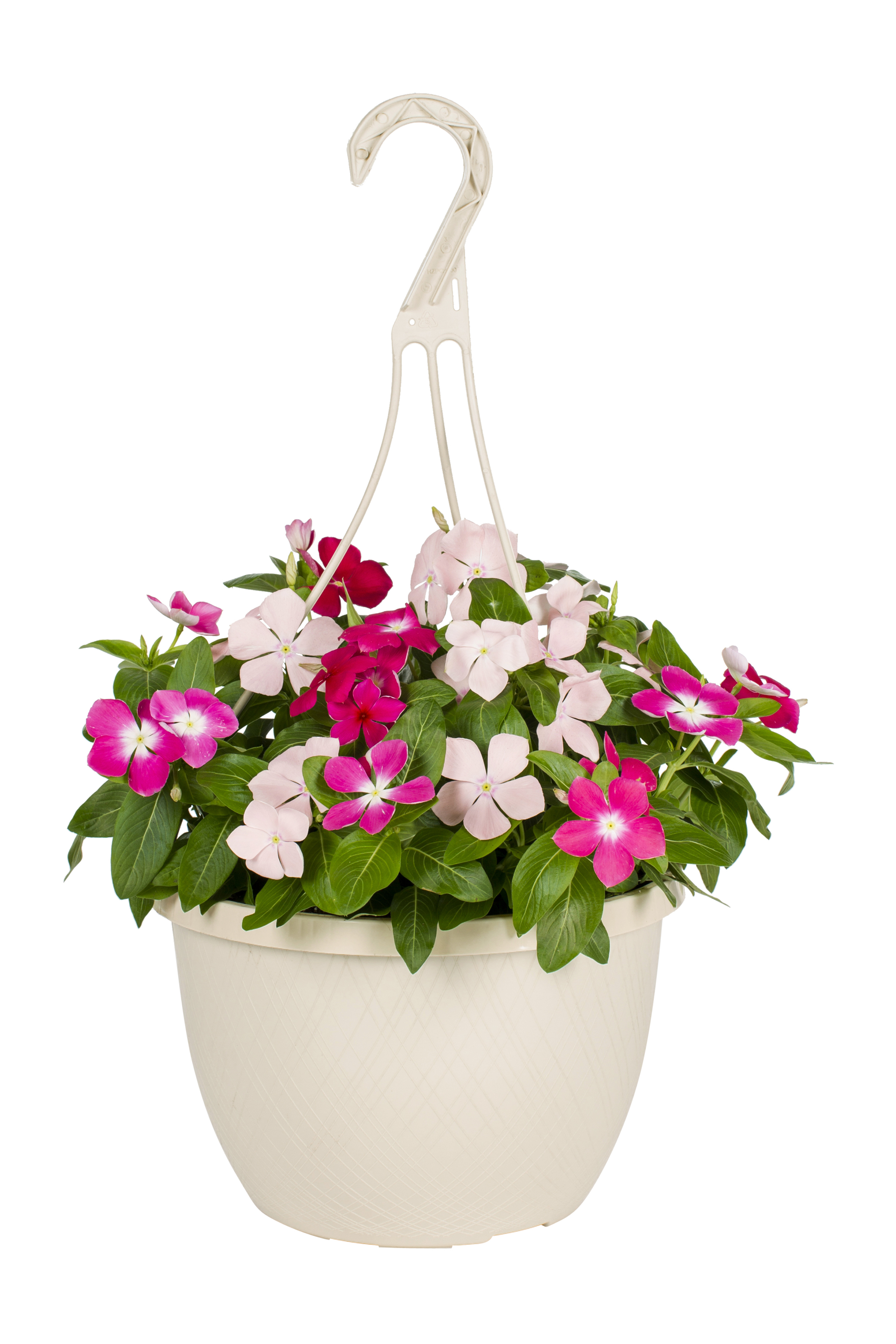 Expert Gardener 1.5G Multicolor Vinca Live Plants with Hanging Basket