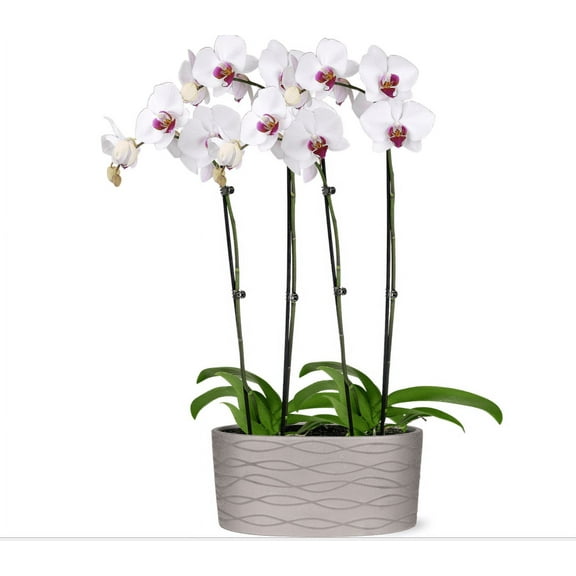 Just Add Ice 16-30" White and Purple Premium Orchid Duo Live Plants in 10" Silver Ceramic Planter, House Plant