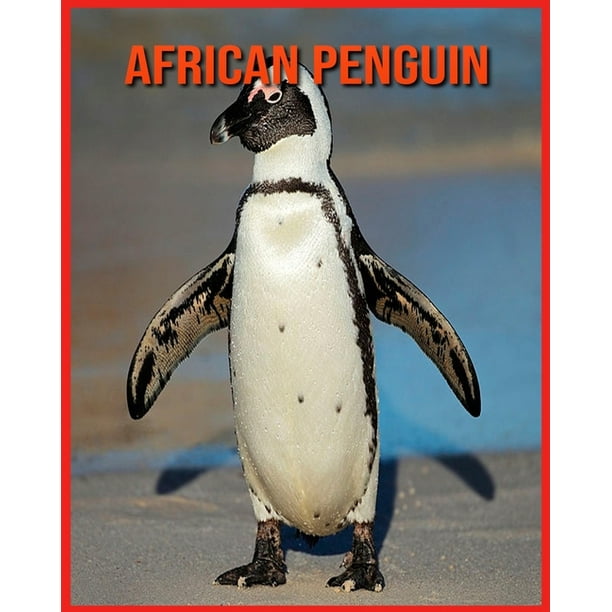 African Penguin Habitat Facts