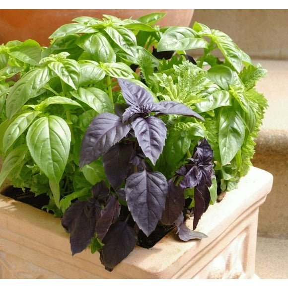 SHIQI-GL Seeds Indoor Basil Mix Herb Non GMO