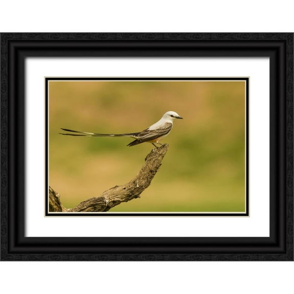 Illg, Cathy and Gordon 32x23 Black Ornate Wood Framed with Double Matting Museum Art Print Titled - TX, Hidalgo Co Scissor-tailed flycatcher on limb