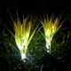 thumbnail image 1 of Lámpara Solar para césped y jardín, luz LED para exteriores de arroz, que dura hasta 8H, IP65, resistente al agua, 2 uds., 1 of 8