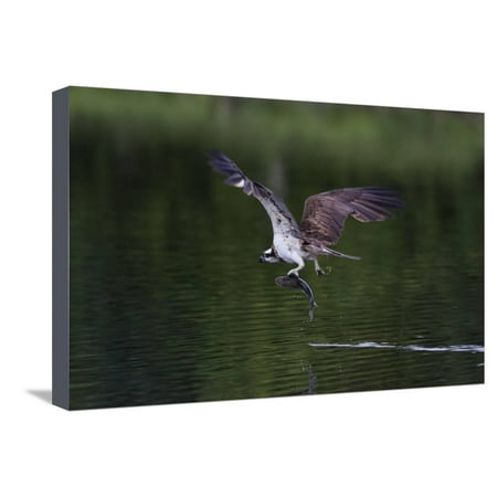 Osprey (Pandion Haliaetus) Leaving a Small Loch with a Fish in its Talons, Scotland, United Kingdom Stretched Canvas Print Wall Art By Garry