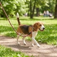 thumbnail image 3 of Vibrant Life 6' Reflective Rope Leash, Red and White, L, 3 of 12