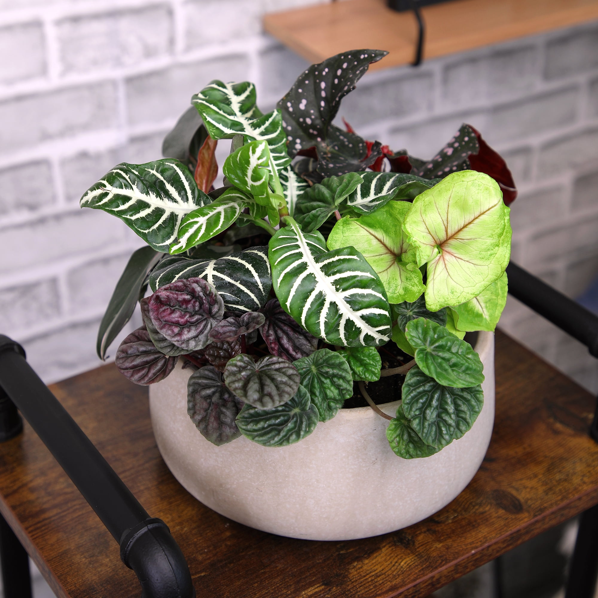 Premium House Plant (6-pack) - Easy Plants - Variegated & Unique - 2in. Grow Pots - Filtered Sun - Element by Altman Plants