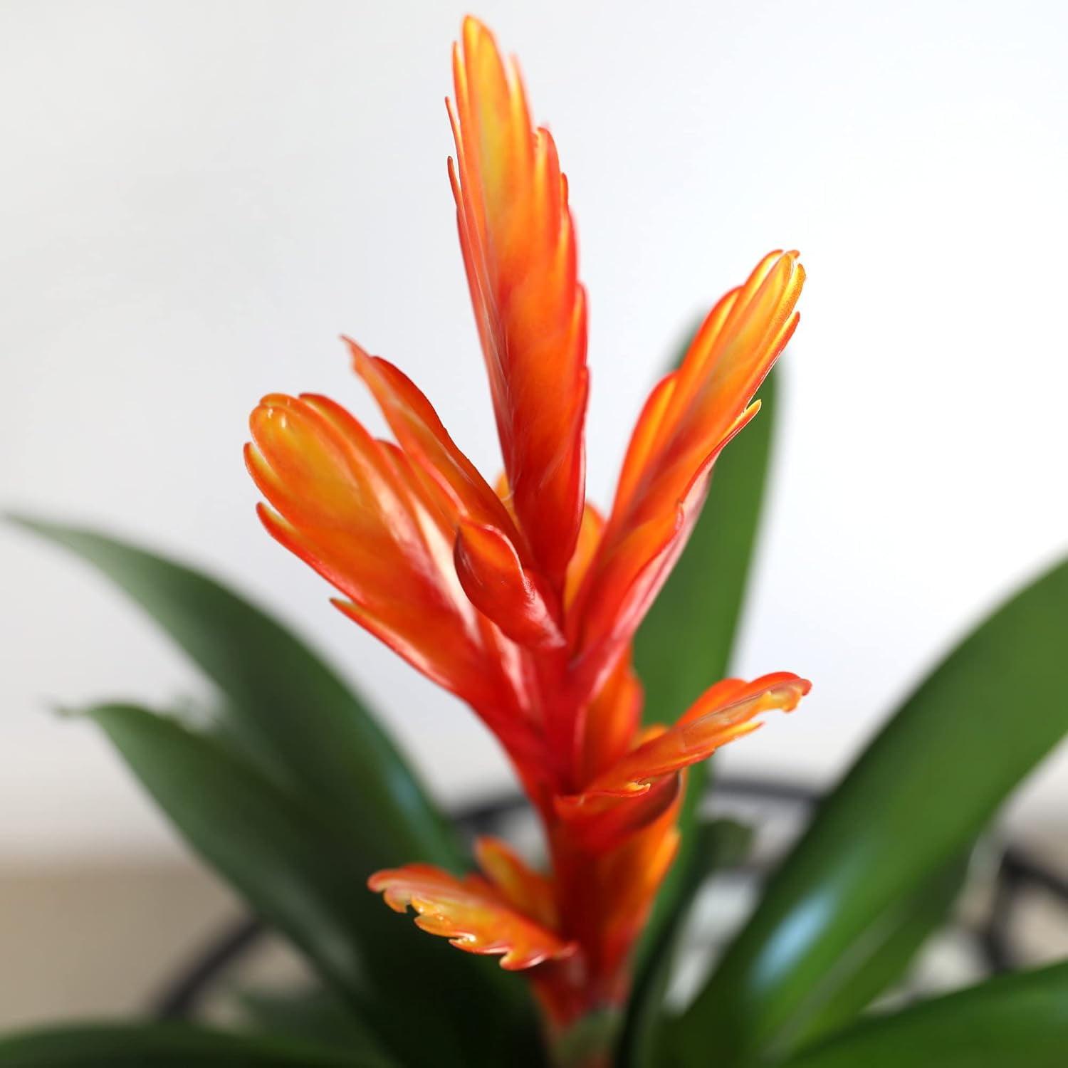 Just Add Ice 15" Tall Orange Vriesea Bromeliad Live Plant in 5" Moss Topped Brown Wood Pot, House Plant