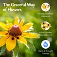 thumbnail image 4 of Black-Eyed Susan Wildflower Seeds, 55,000 Non-GMO Yellow Daisy Seeds - Created By Nature, 4 of 6