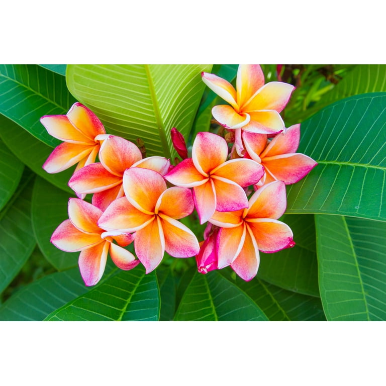 【258】plumeriaページ Shop: Plumeria A-Z | Jungle Jacks 3/4