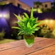 thumbnail image 3 of Juego de 4 macetas con planta artificial para decoración del hogar, oficina Storyland Storyland 57699, 3 of 3