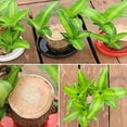 thumbnail image 6 of Brazilian Wood Feng Shui Plant Harmonizing Health Luck and Success Natural Air Purifier for Indoor Spaces Boosts Positive Energy Prosperity and Wellness Perfect for Home or Office Décor Low, 6 of 6
