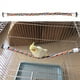 thumbnail image 4 of Juguetes Para Periquitos Juguetes De Cuerda Multicolor Accesorios Para Loros Juguetes Para Pájaros Para Pájaros Pequeños Y Medianos Yuarrent PT002590-01, 4 of 6