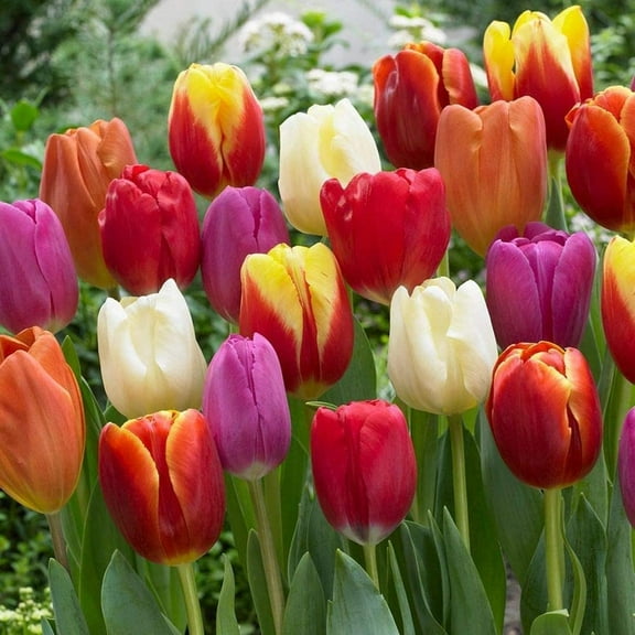 20 Mixed Tulip Flower Bulbs - Breeders Choice - Easy to Grow