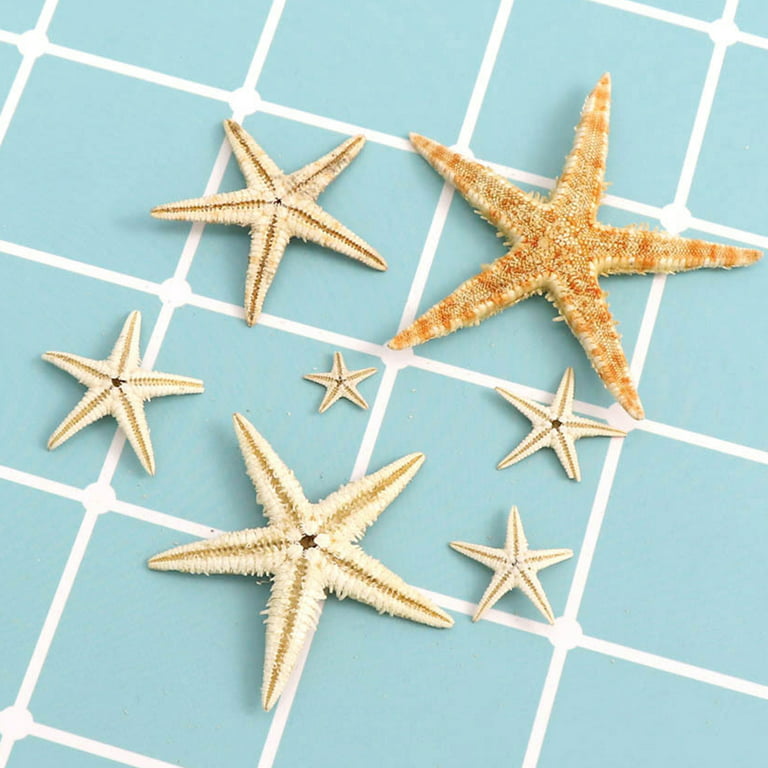 PPCLION 12 PCS Natural Starfish 4-6 for Crafts Making Beach Theme Party  Wedding Decoration, Home Wall Decor, Christmas Ornaments