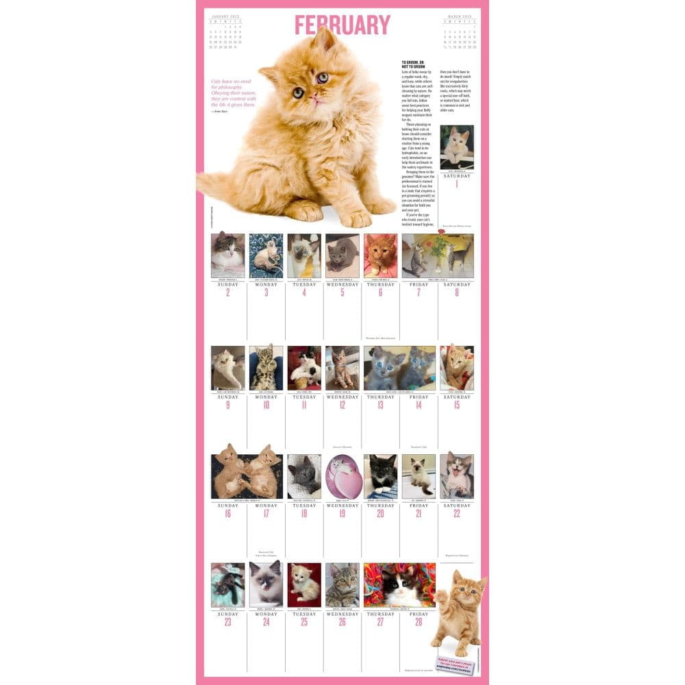 365 Kittens-A-Year Picture-A-Day(r) Wall Calendar 2025