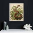 thumbnail image 4 of Nawypu Vintage Serpent Print, Professional Reproduction, Antique Snake and Fauna Print Nature Wall Art Nature Art Print, Wall Art Canvas, Canvas, 4 of 4