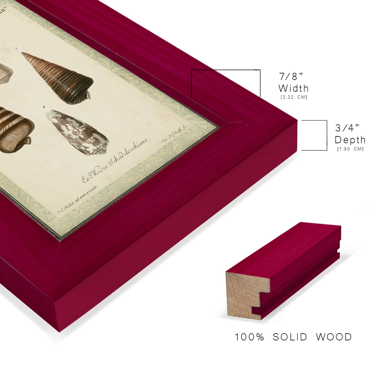 Bookplate Shells VI - Framed Print w/glass - Cherry Red