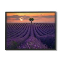Stupell Industries Rows of Lavender Flowers Warm Sunset Field Design by Lee Sie