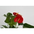 Costa Farms Live 12-inch Tall Anthurium Plant, in 4in Décor Pot