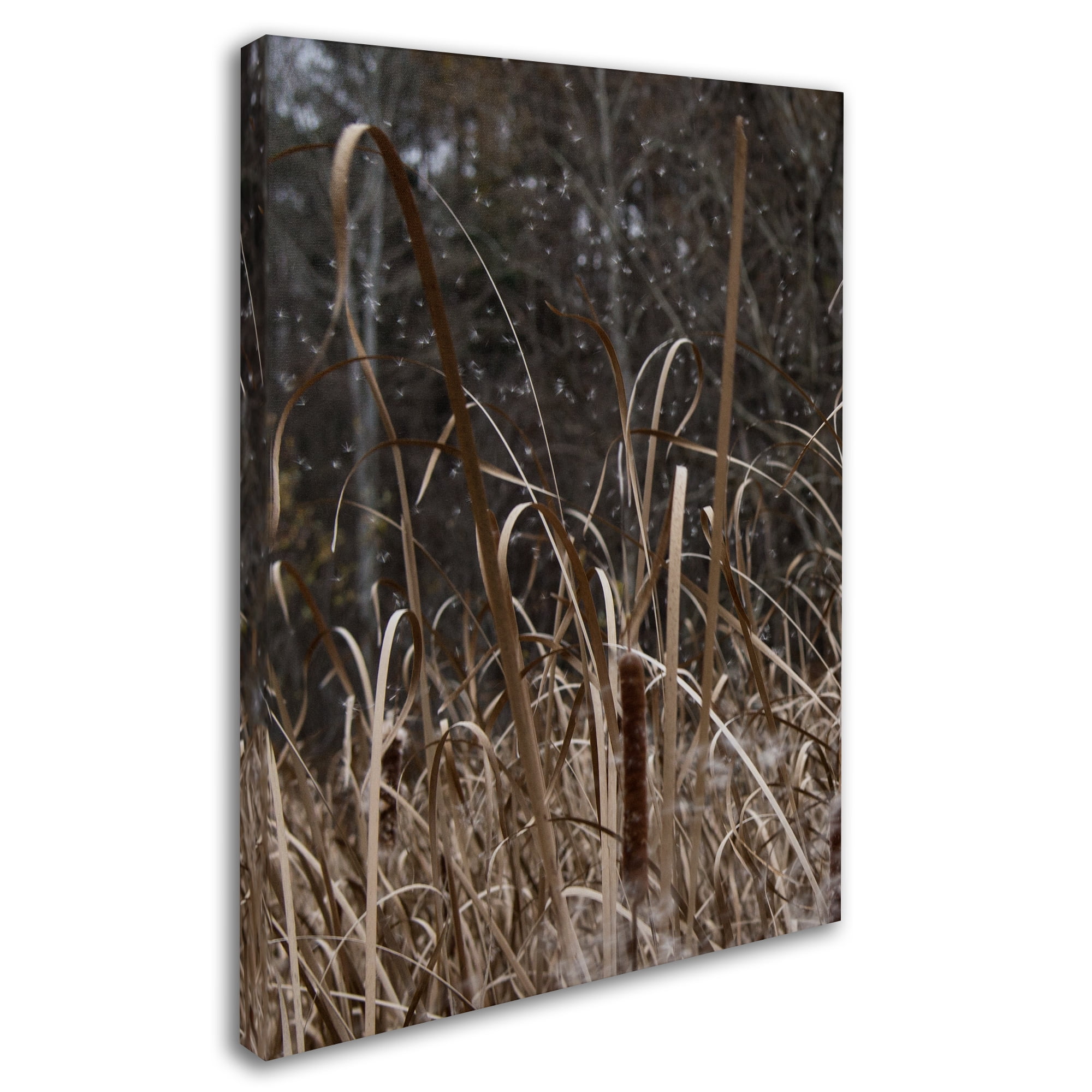 Trademark Fine Art "Cattail Seeds in Flight" Canvas Art by Kurt Shaffer