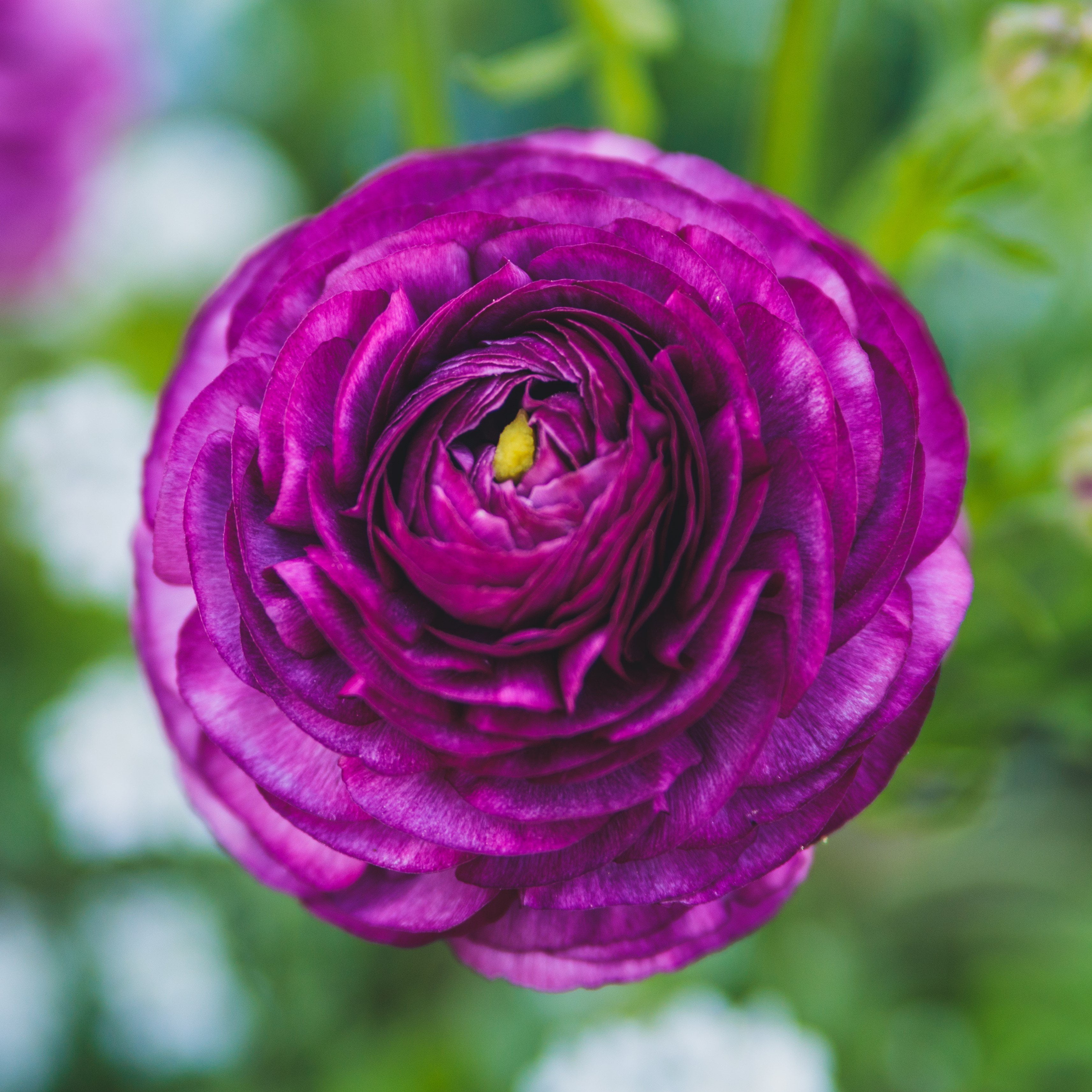 Ranunculus Tecolote Purple (10 Flower Bulbs)