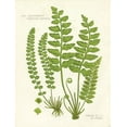 thumbnail image 3 of Gango Home Decor Vintage Fern I & II; Two 12x16in Art Prints in Distressed White Frames, 3 of 5