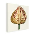 thumbnail image 2 of Trademark Fine Art 'Tulip Garden IX' Canvas Art by Vision Studio, 2 of 4
