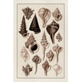 thumbnail image 2 of Sowerby, G.B. 23x32 Black Ornate Wood Framed with Double Matting Museum Art Print Titled - Shells: Trachelipoda #4 (Sepia), 2 of 4