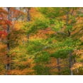 thumbnail image 2 of Gulin, Sylvia 14x12 Gold Ornate Wood Framed with Double Matting Museum Art Print Titled - USA-New Hampshire-Franconia hardwood forest of maple trees in Autumn, 2 of 4