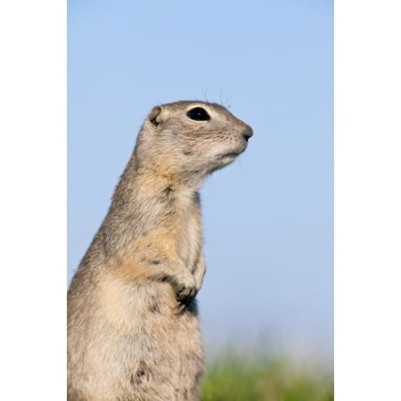 Ground Hammock Post Richardsons Ground Squirrel (Spermophilus Richardsonii) In Grass Oak Hammock Marsh Manitoba Stretched Canvas - Ken Gillespie Design Pics (11 x 17) ()