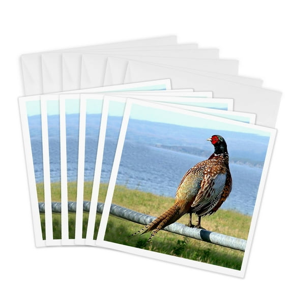 3drose, Pheasant, 6 Greeting Cards with Envelopes