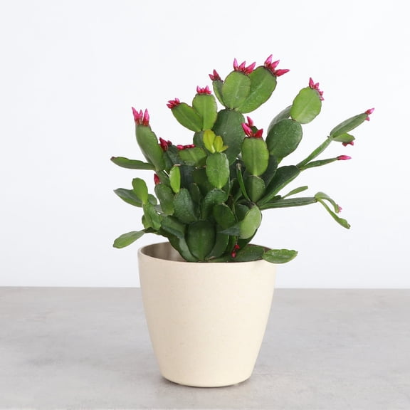 Live Easter Spring Cactus Plant - 4" Decorative Eco Pot